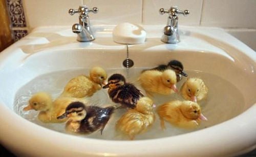 ducklings.jpg